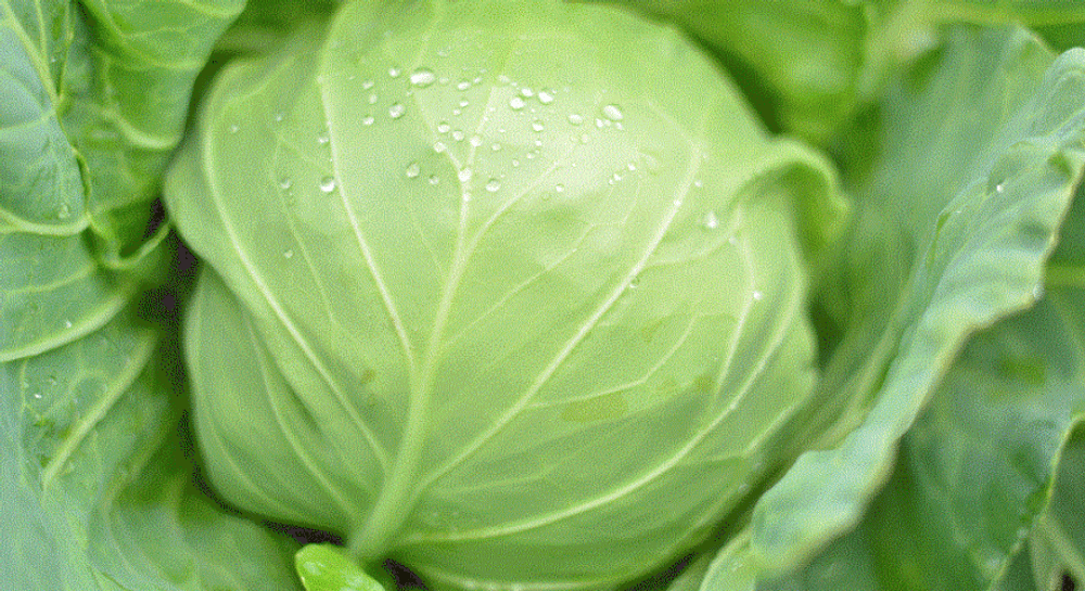 Грин Флэш F1 семена капусты белокочанной (Seminis / Семинис)