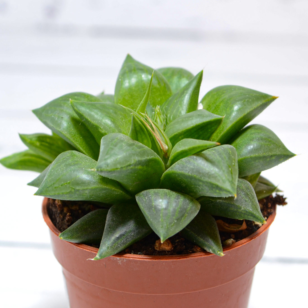 Haworthia Comptoniana hybride (Хавортия)