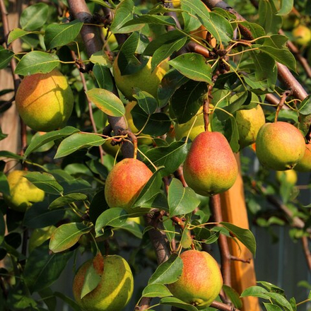 Груша Осенняя Яковлева осенняя