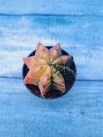 Gymnocalycium Variegata (Гимнокалициум Вариегатный)