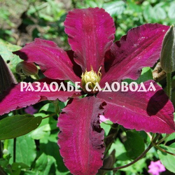 Клематис крупноцветковый Ниобе 