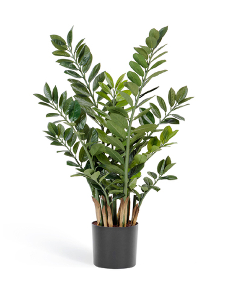 Замиокулькас кустовой 90 см