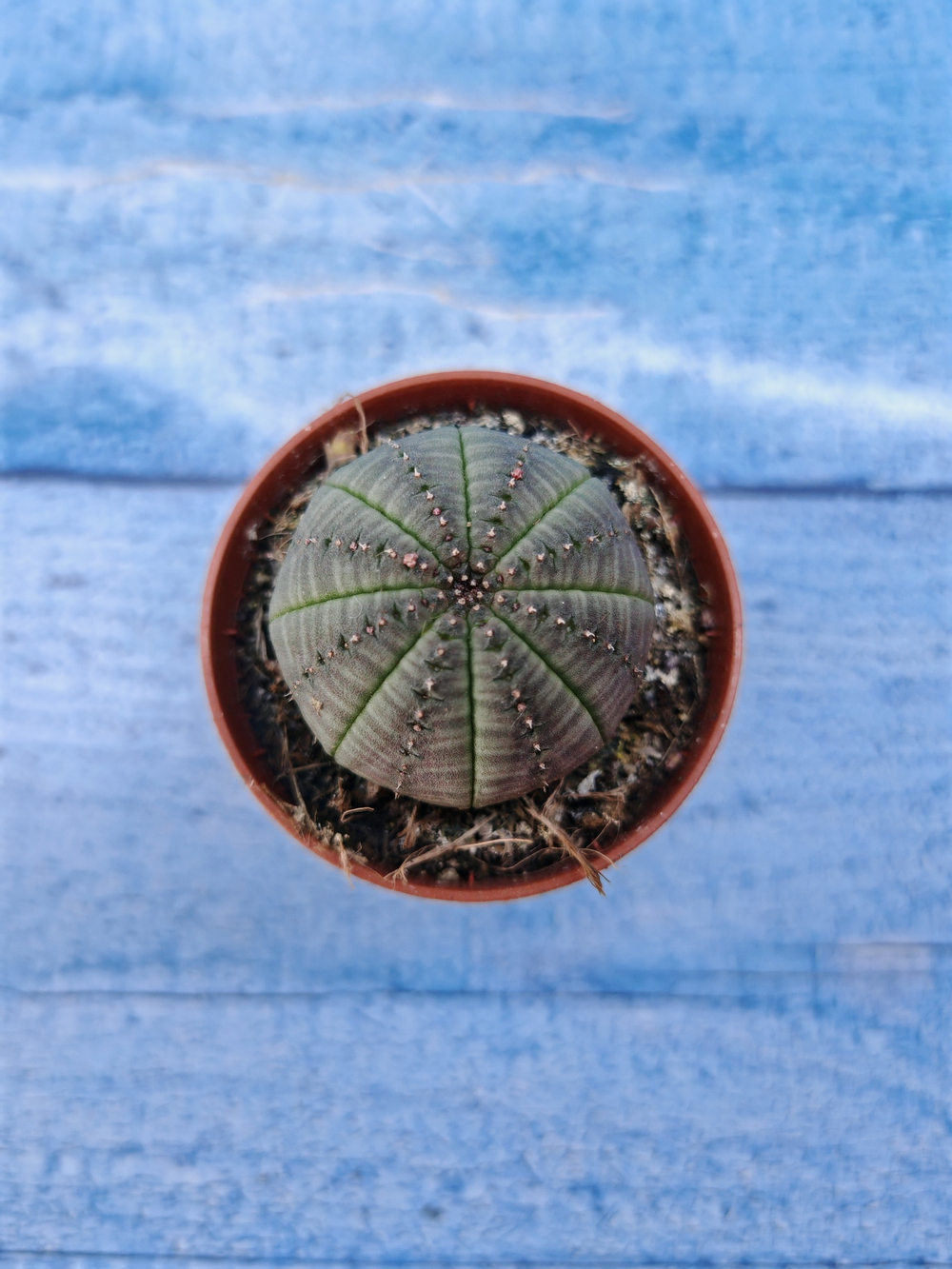 Euphorbia Obesa (Эуфорбия)