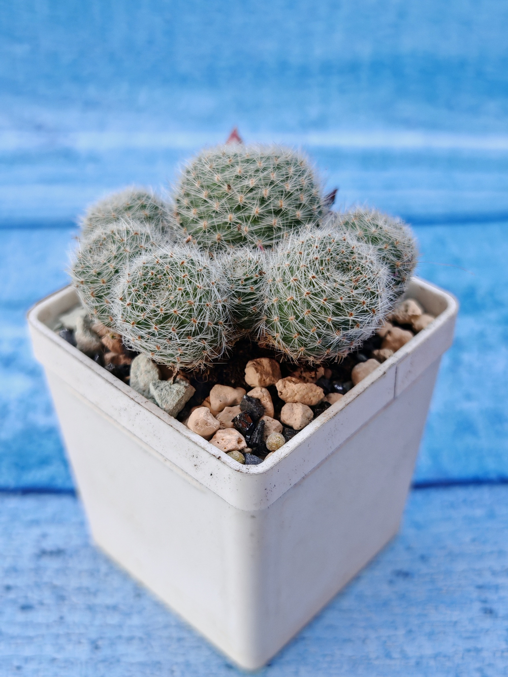 Rebutia Sunrise (Ребуция)