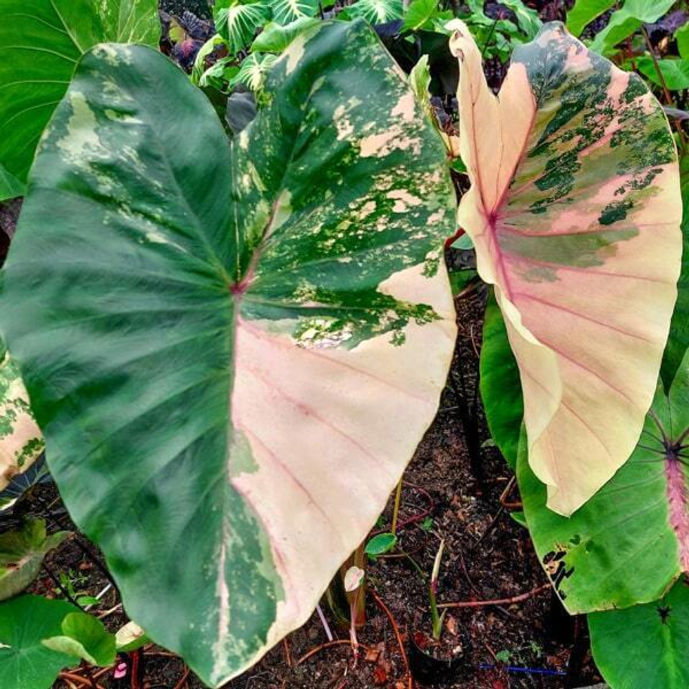 Колоказия PINK PASTEL