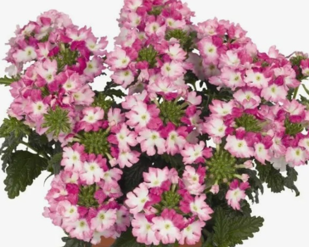 ЕВРО Вербена Verbena Wicked Hot Pink укор черенок