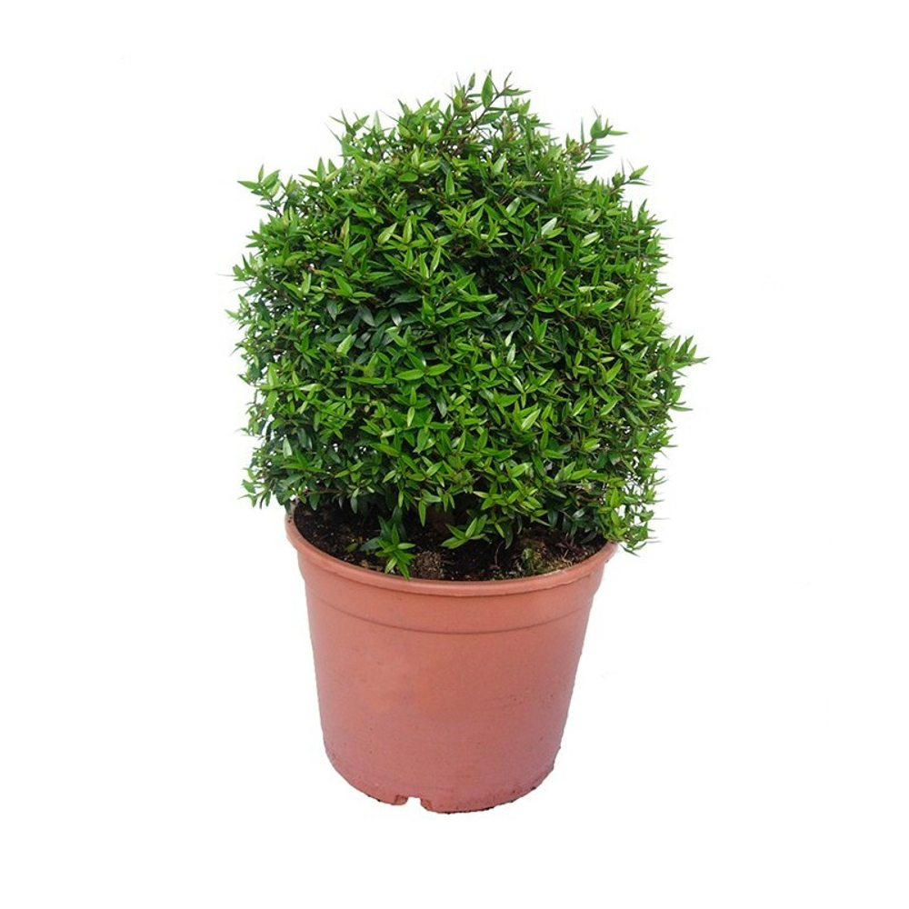Мирт (куст)