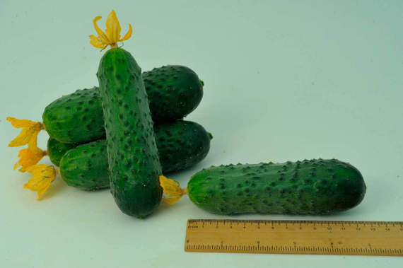 Киборг F1 семена огурца партенокарпического (Гавриш) – фото 8