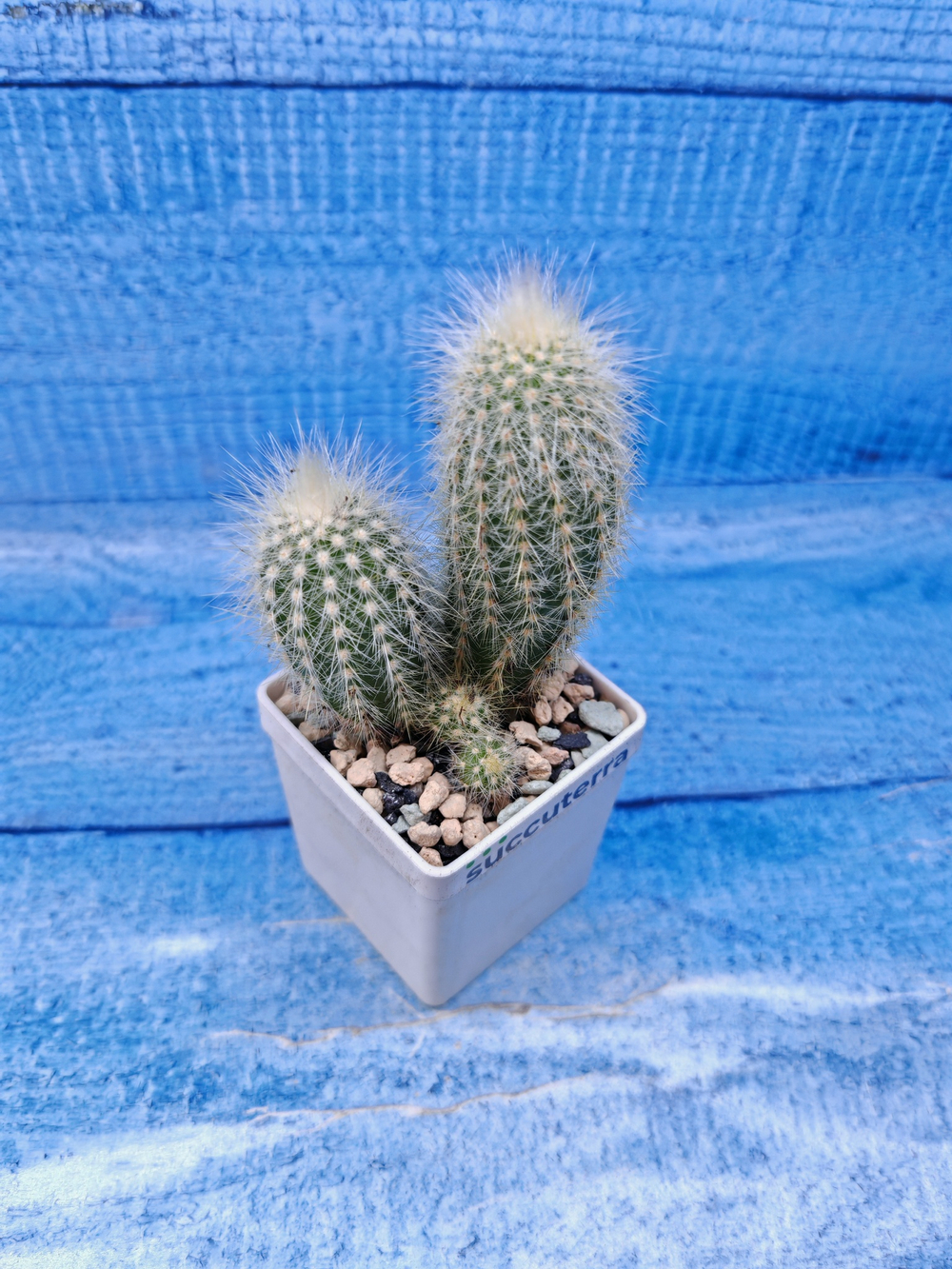 Cleistocactus Strausii (Клейстокактус)
