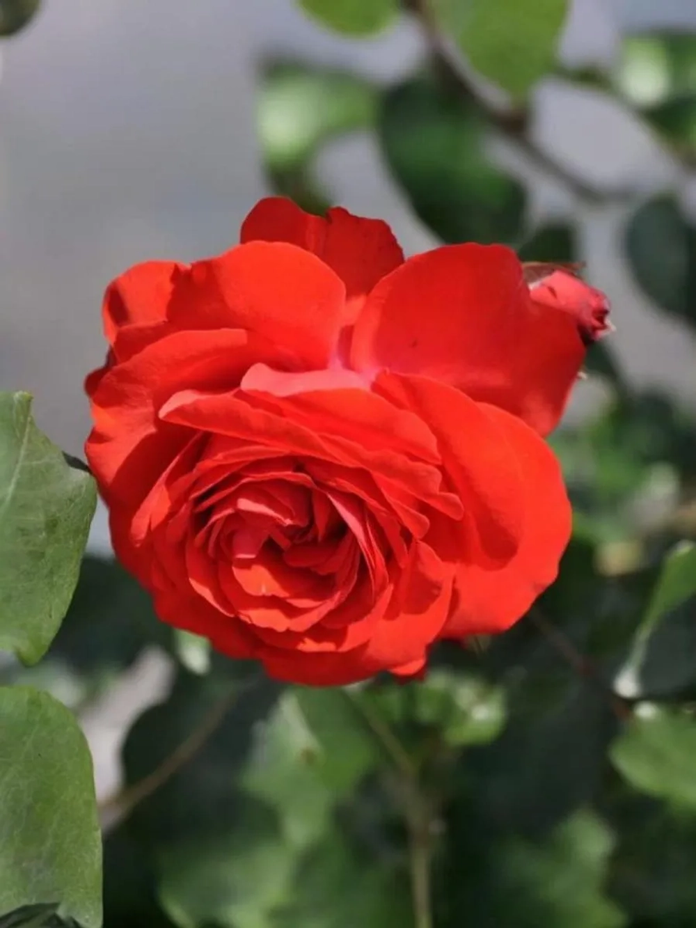 Роза плетистая Лилиана