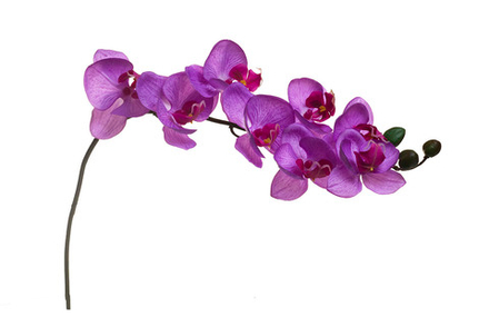 Орхидея лиловая