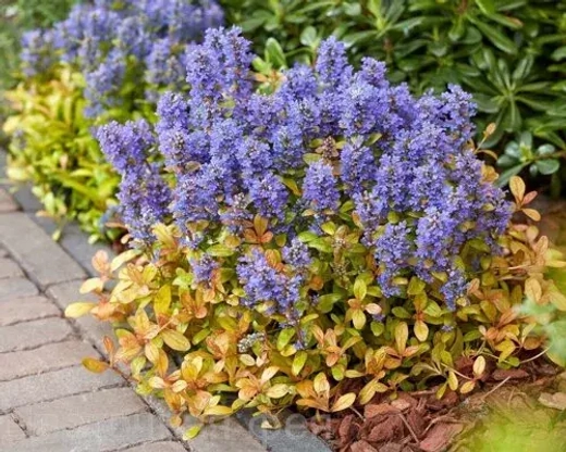 Живучка ползучая Физеред Френдс Фанси Финч Закупка М36 получение май-июнь 2026