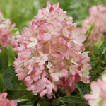 Groundbreaker Blush (Граундбрейкер Блаш) С1.5 (1.5л) Европа осень 2025 г