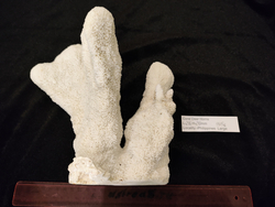 Коралл белый "Олений Рог " 150- 285мм