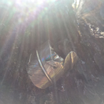 Кольцо ПЕРО, серебро