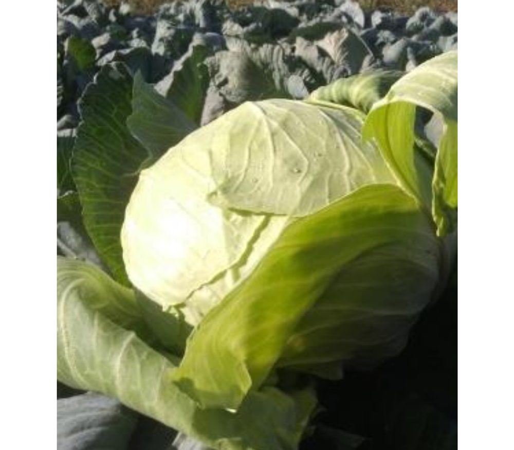 Капуста б/к Марло F1 10шт ВитаГрин ЭКСТРА