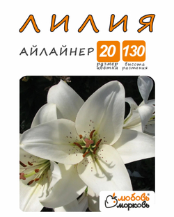 Лилия Луковица, Айлайнер, ЛА-гибрид, 1шт