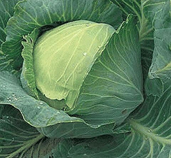 НОЗОМИ F1 семена капусты белокочанной (Sakata | Alexagro)
