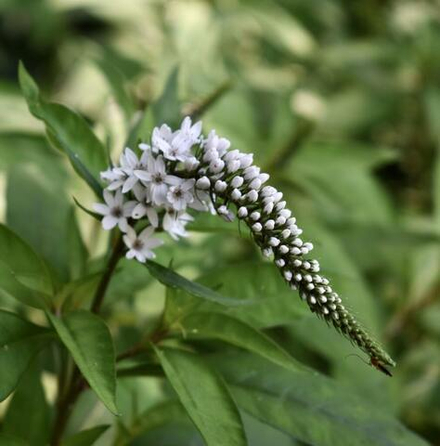 Вербейник клетровидный. Lysimachia clethroides.
