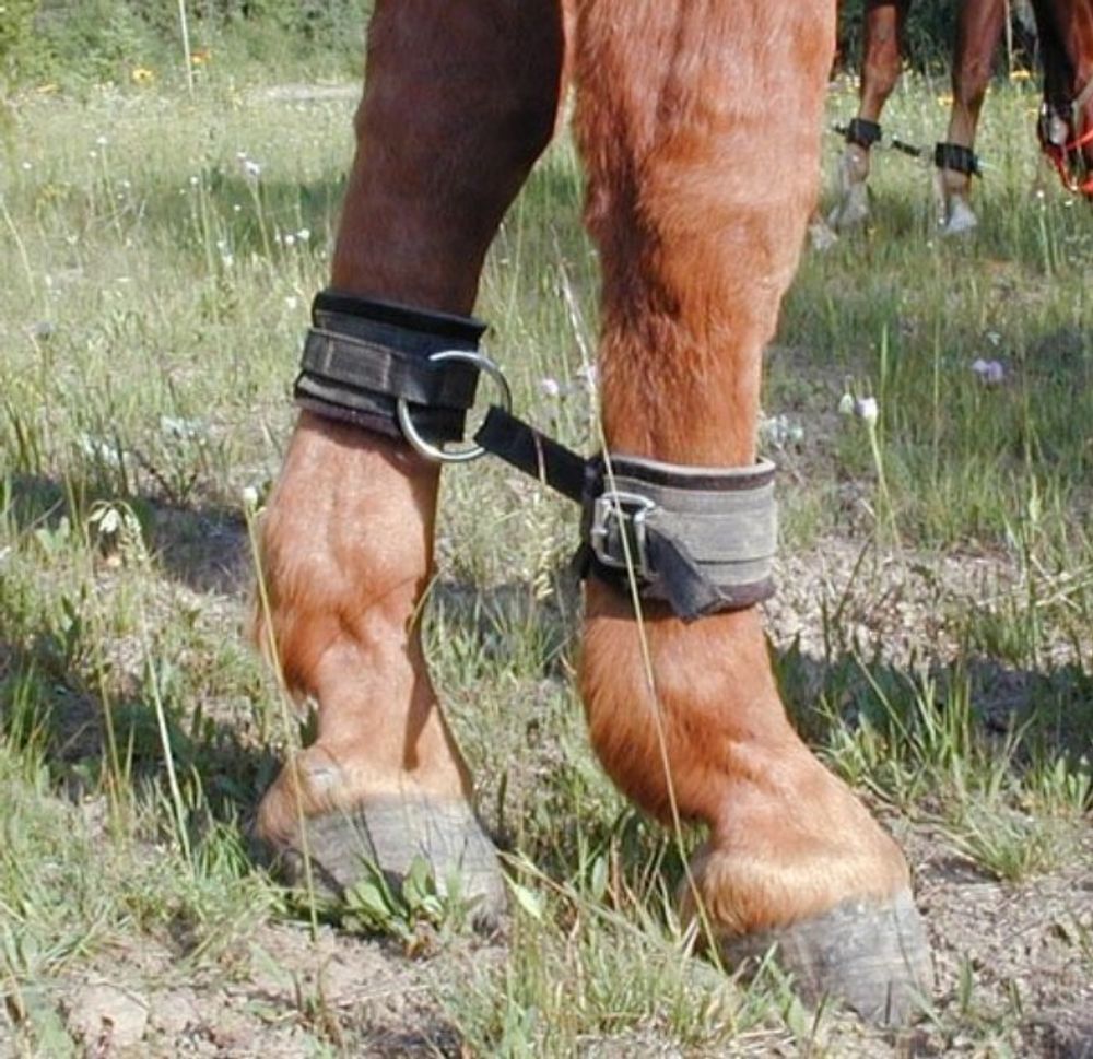 Путы усиленные, регулируемые