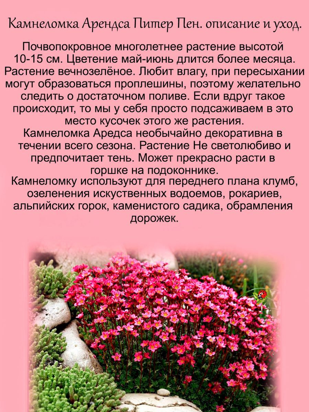 Камнеломка Арендса Питер Пен красно розовая многолетняя