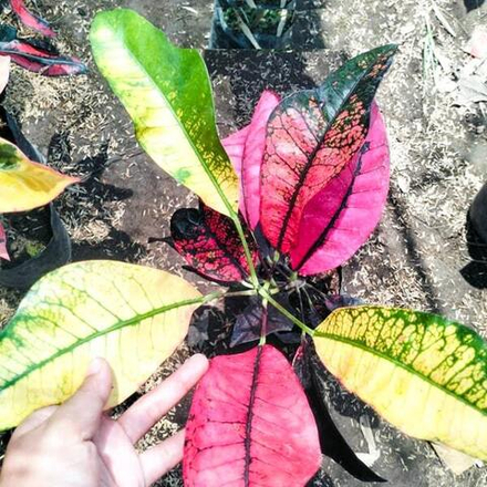 Кротон RED CRAZY