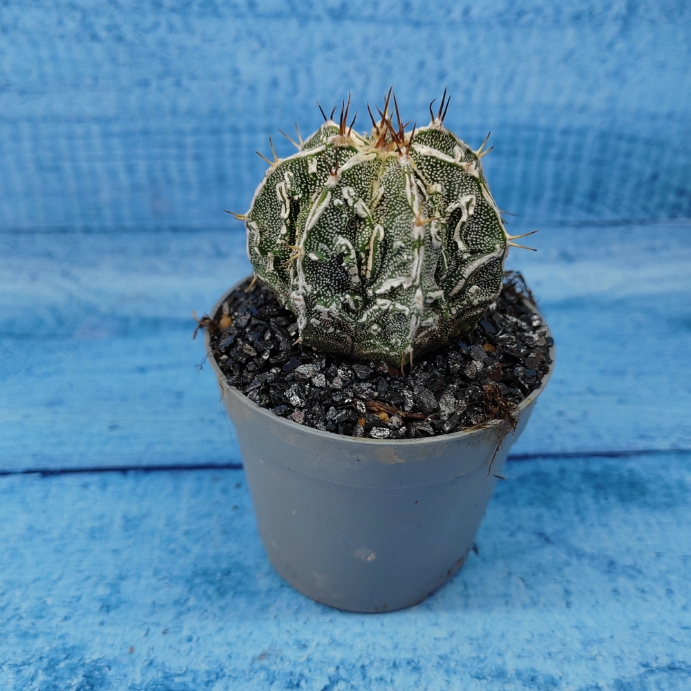 Astrophytum Myriostigma cv. Fukuryu (Астрофитум)