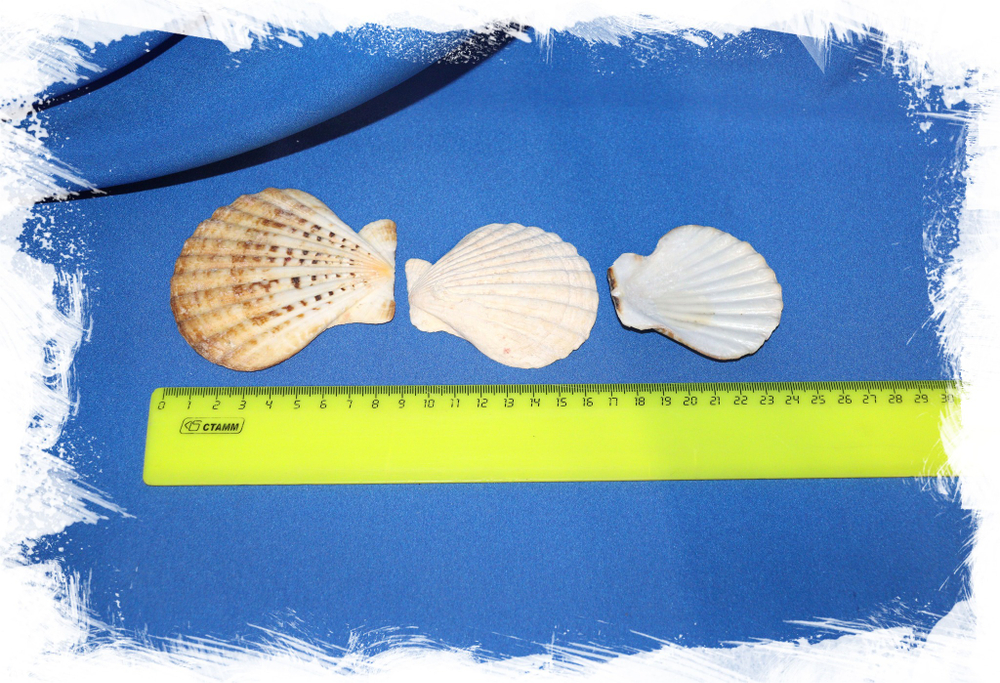 Гребешок Комптопаллиум Радула, 5-7см, 400 гр.