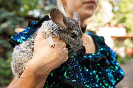 Треш бокс с животными