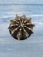 Gymnocalycium Mihanovichii black (Гимнокалициум)