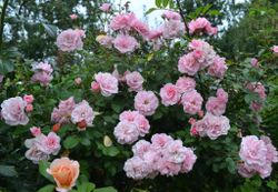 Роял Боника (Royal Bonica)