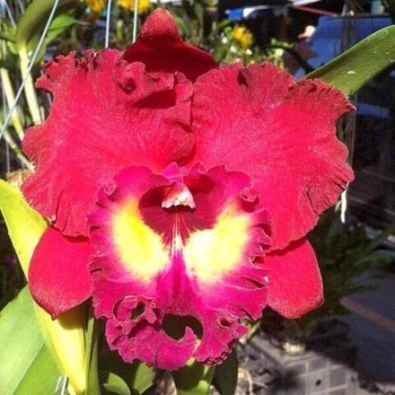 Орхидея лелиокаттлея LC. TAINAN CITY GENERAL