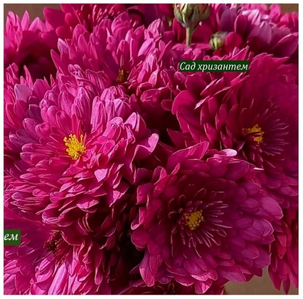 Хризантема мультифлора Barbara Pink м.72 /поставка весна 2026г/