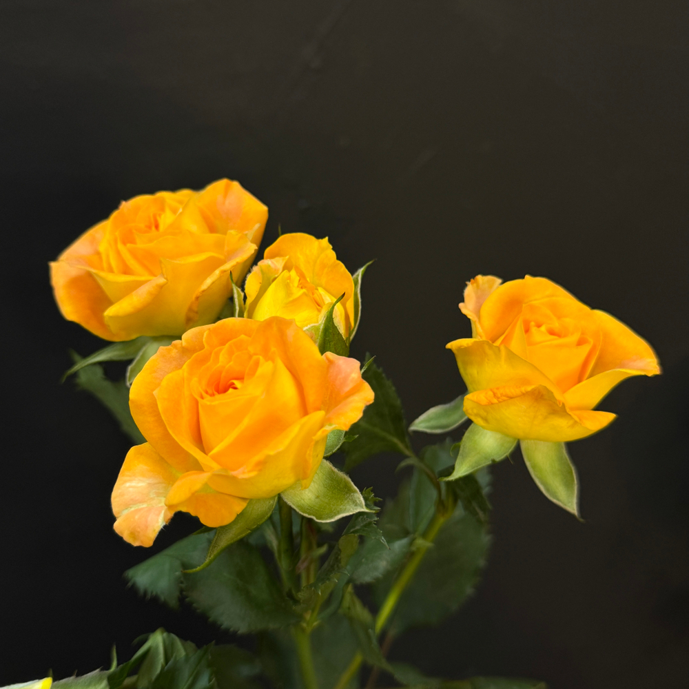 Роза кустовая eternal flame 50 см / 1 шт