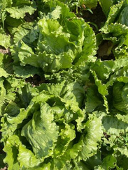 ДЖАСПЕРИНАС семена салата (Rijk Zwaan | Alexagro)