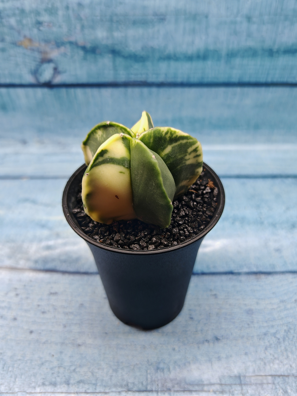 Astrophytum Myriostigma variagate (Астрофитум вариегатный)