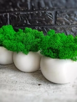 Кашпо со мхом