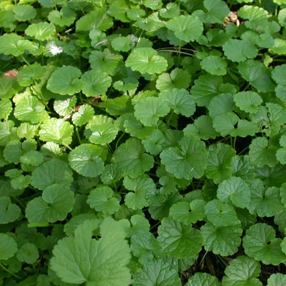 Будра плющевидная. Glechoma hederacea.