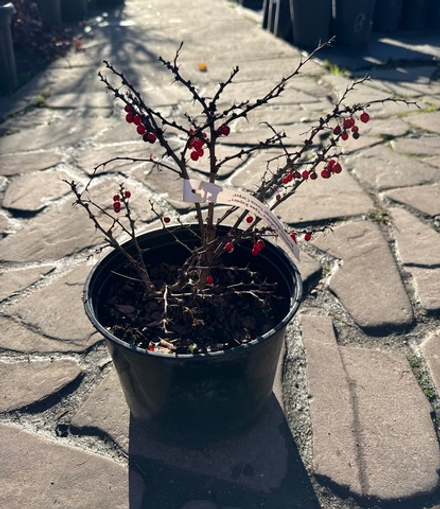 Барбарис Тунберга 'Green Carpet' (Грин Карпет) С3