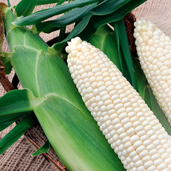 Гласиал F1 семена кукурузы (Syngenta / Сингента)