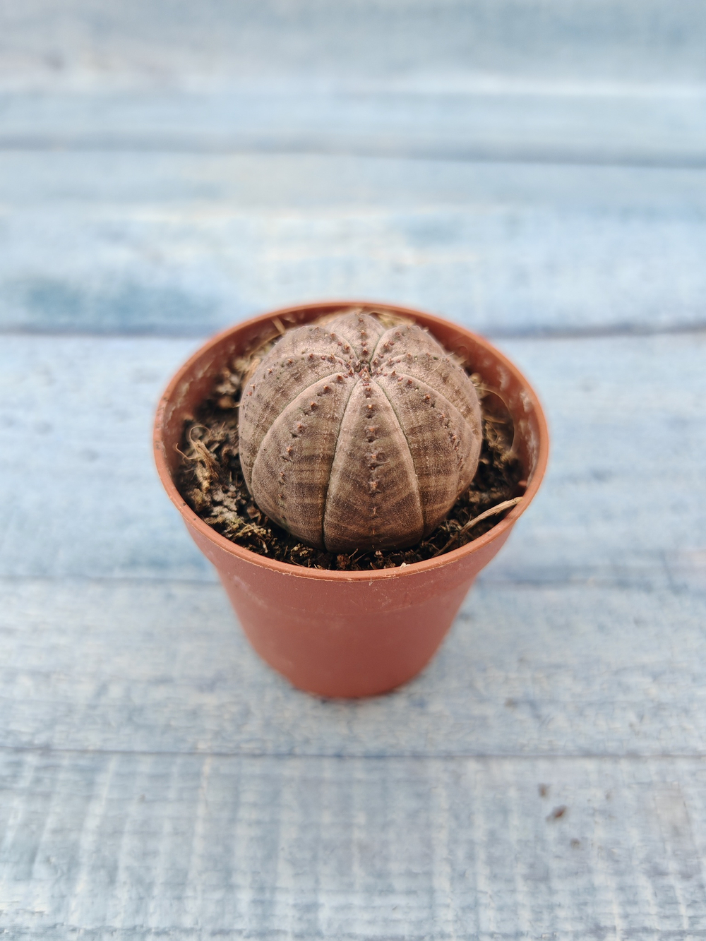 Euphoria Obesa (Эуфорбия)