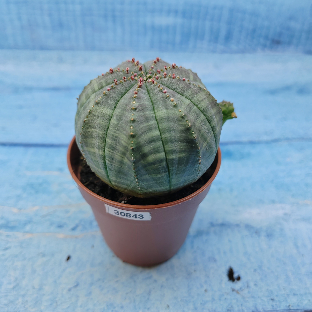 Euphorbia Obesa (Эуфорбия)