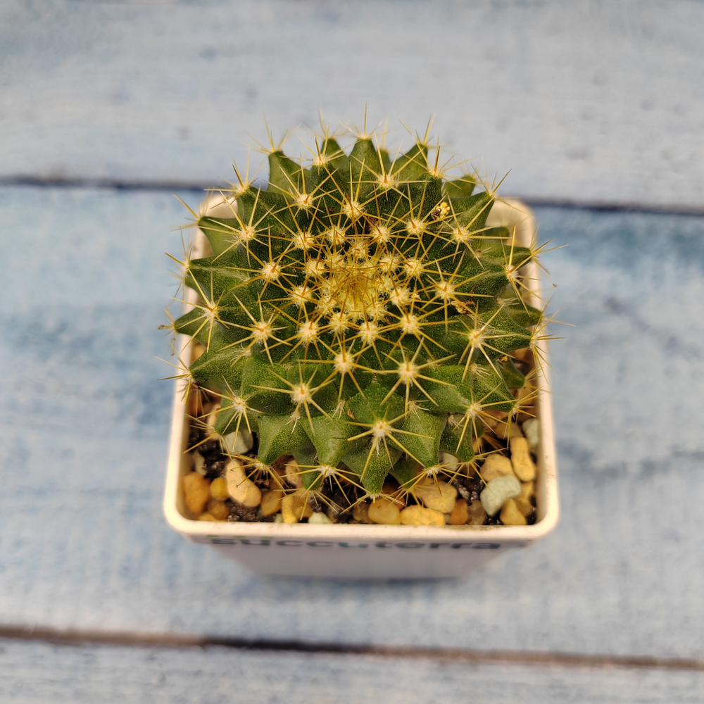 Mammillaria Marksiana (Маммилярия)