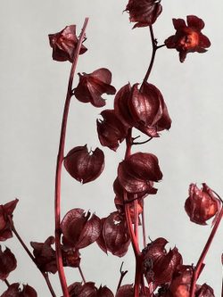 Физалис стабилизированный бордовый