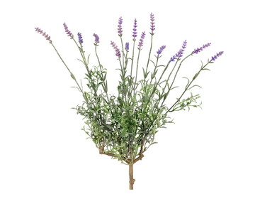 Лаванда куст со св.сиреневыми цветами