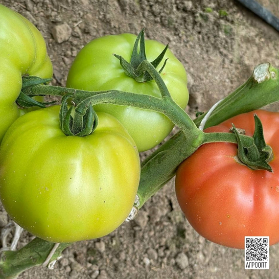 Мануза F1 семена томата индетерминантного (Rijk Zwaan / Райк Цваан) культура – фото 8