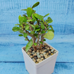 Euphorbia Milii (Эуфорбия)