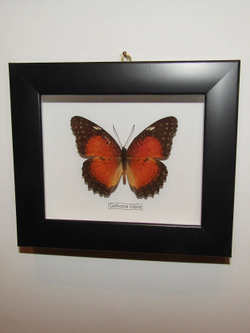 Бабочка Cethosia biblis в рамке