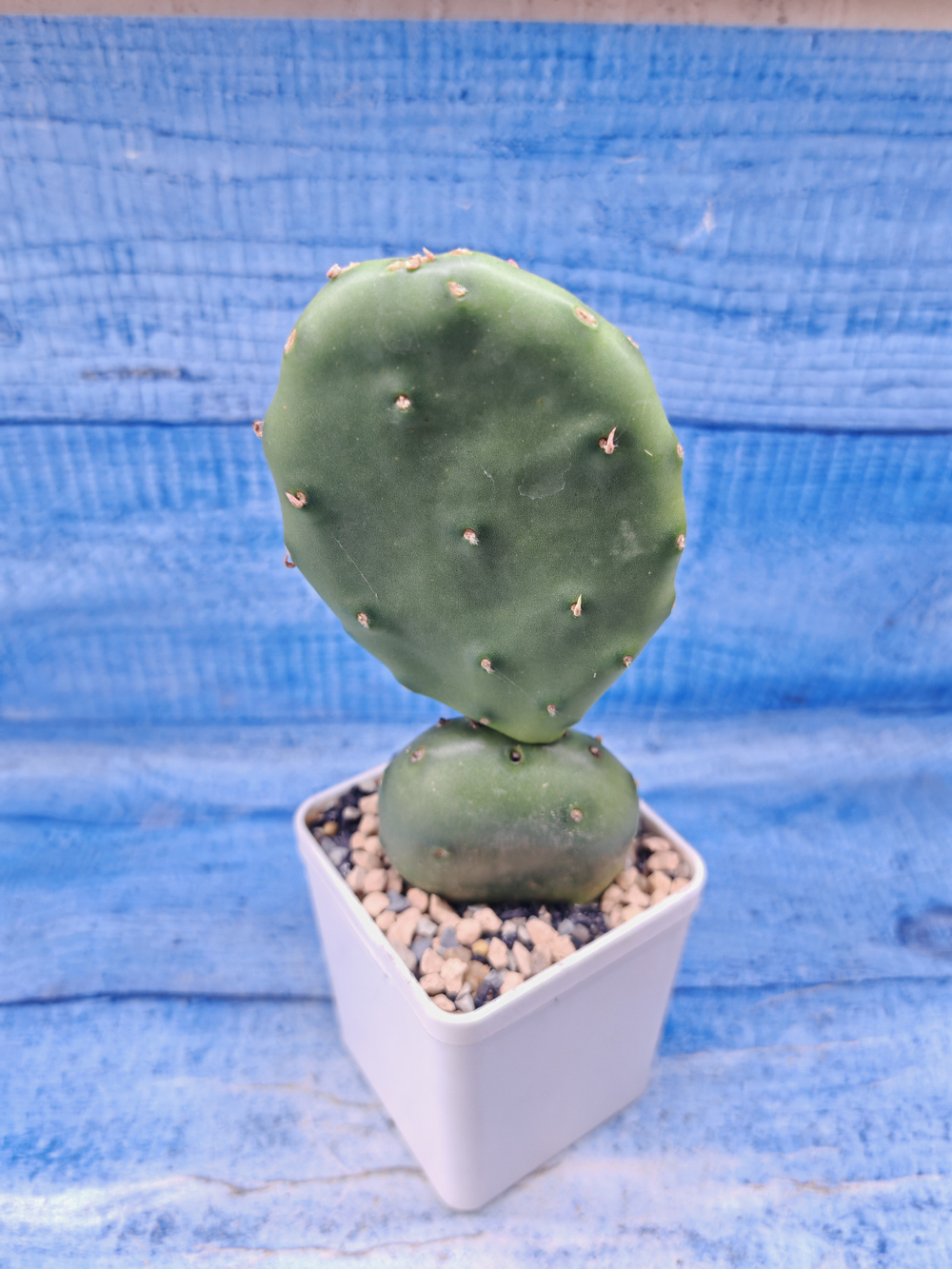 Opuntia Humifusa (Опунция)