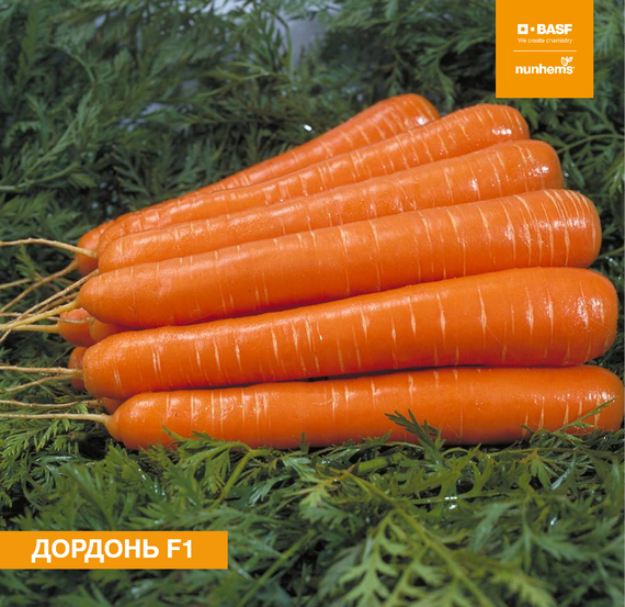 Дордонь F1 семена моркови нантской (Nunhems / Нюнемс) – фото 1